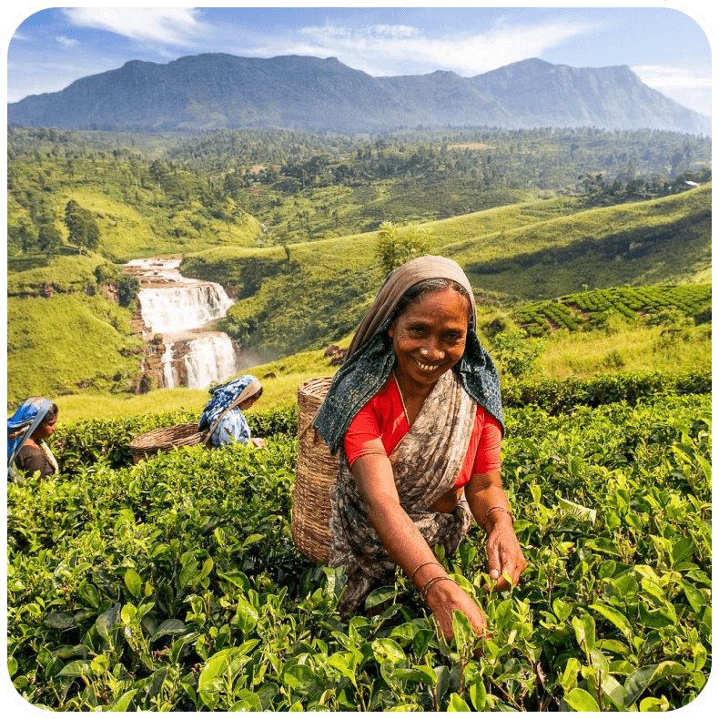 Lady plucking tea leaves