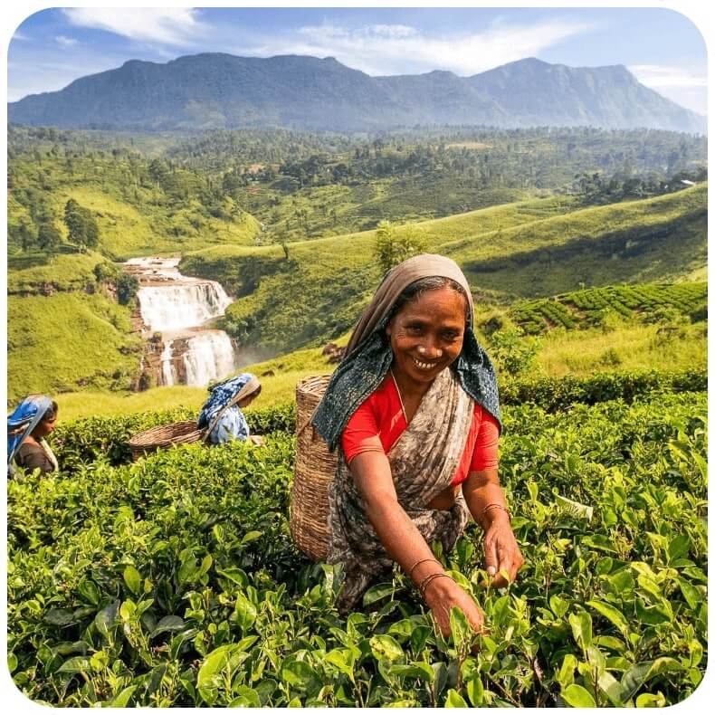 Lady plucking tea leaves